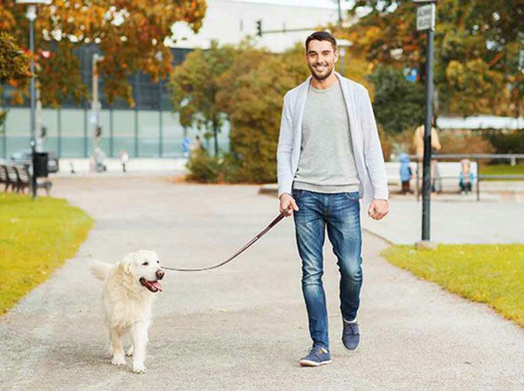 Как правильно организовать прогулку с собакой