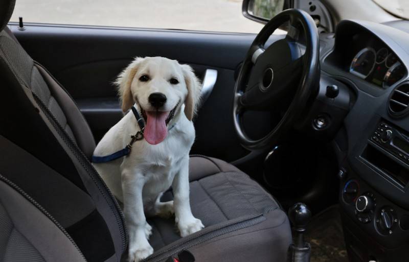 Собаку укачивает в машине – что делать?