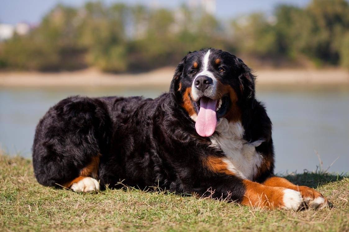 Бернский зенненхунд — собака с добродушным нравом
