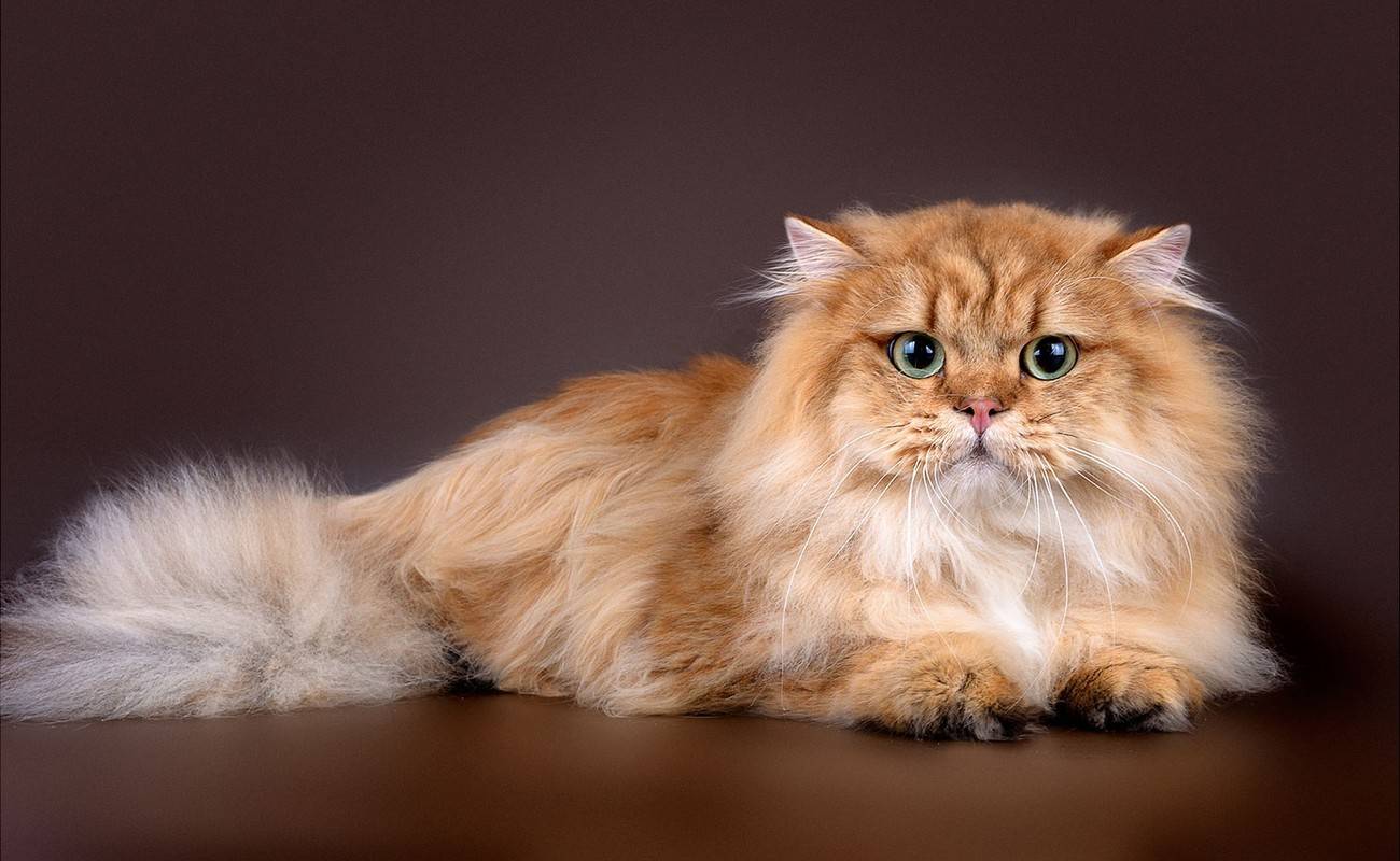 Длинношерстные шотландские кошки: разновидности и особенности содержания