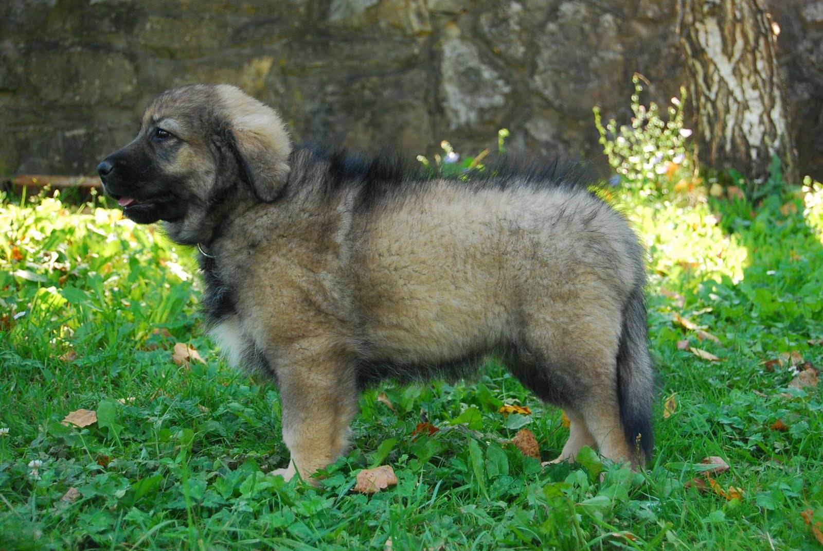Южнорусская овчарка: все о собаке, фото, описание породы, характер, цена