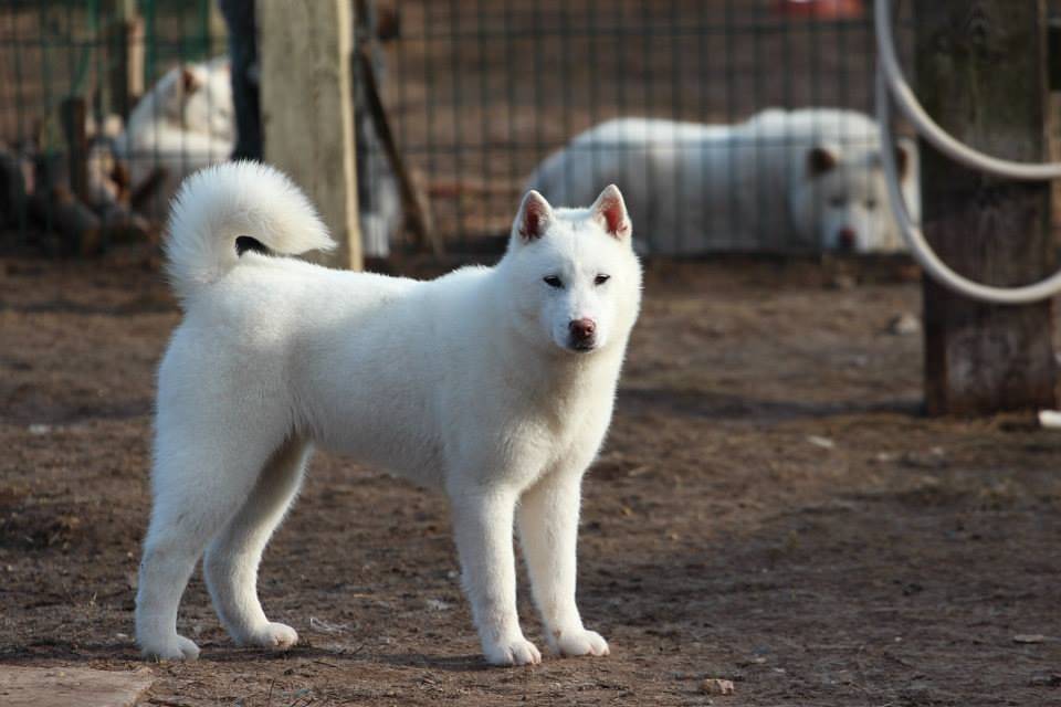 Порода собак якутская лайка - описание, характер, характеристика, фото якутских лаек и видео, цена