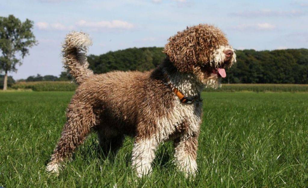 Португальская водяная собака: описание породы с фото, рекомендации, цены