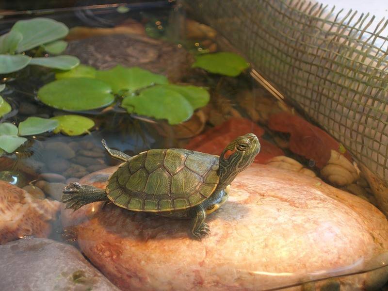 Виды домашних черепах: аквариумные породы для дома (водные, маленькие, сухопутные), фото, классификация