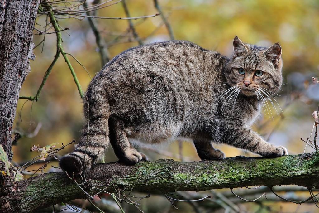 Европейский лесной кот: история породы, внешний вид и повадки дикого животного, особенности питания