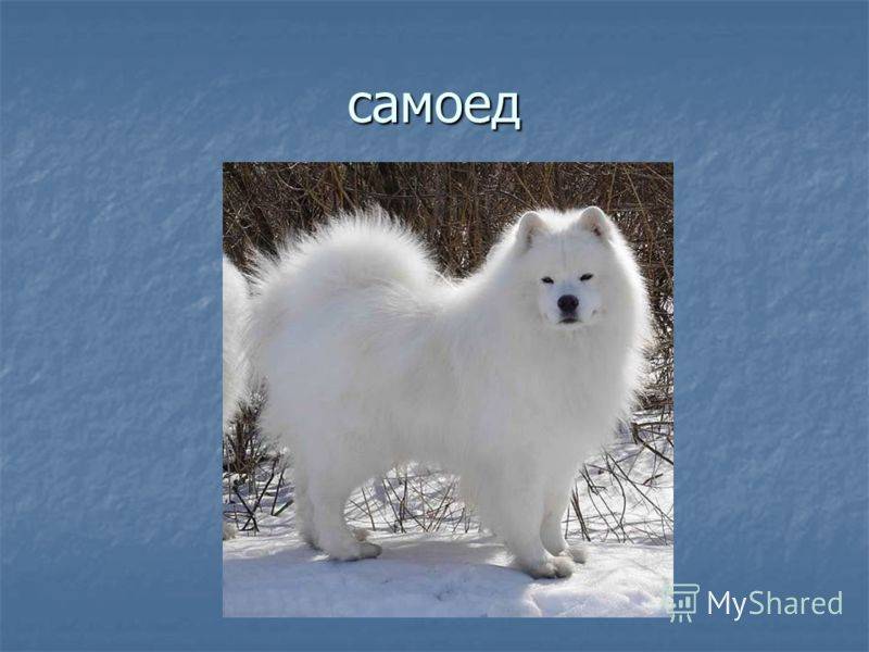 Самоед (66 фото): почему самоедская собака так называется? описание породы, черные и белые и другие окрасы щенков