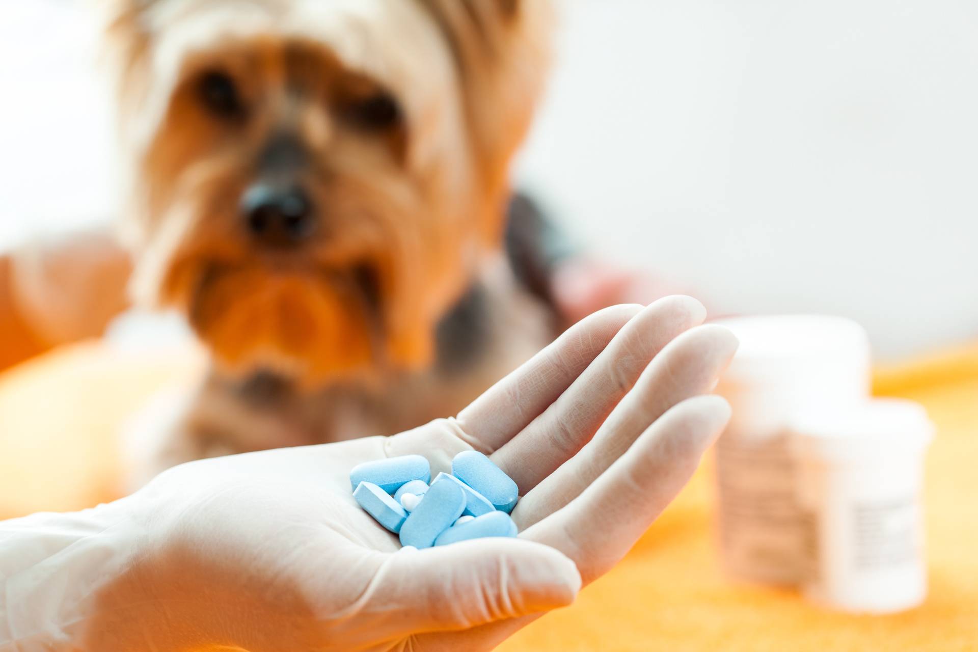 Как давать собаке лекарства в различных формах выпуска
