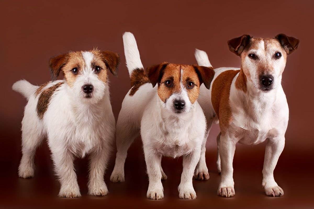 Гипоаллергенные породы собак, список безопасных для человека антиаллергеннных животных