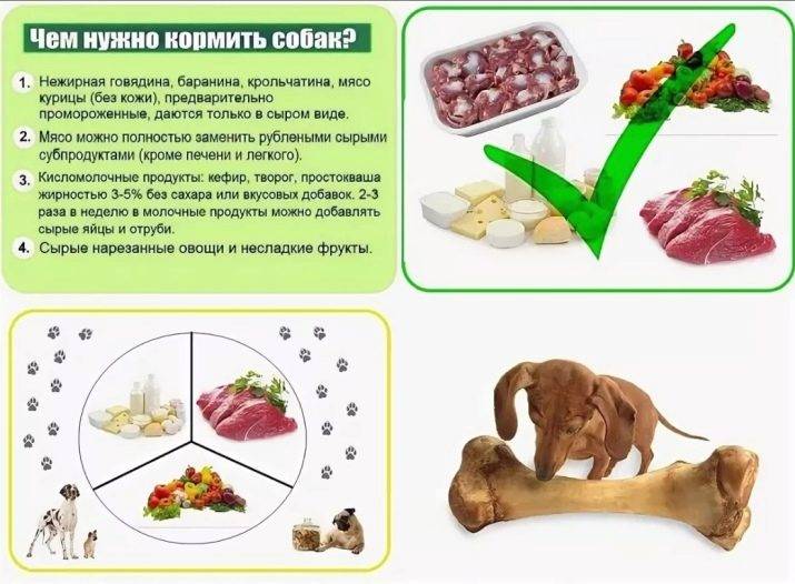 Чем кормить чихуахуа в домашних условиях: что едят собаки этой породы, как правильно организовать питание, можно ли давать сухие продукты?