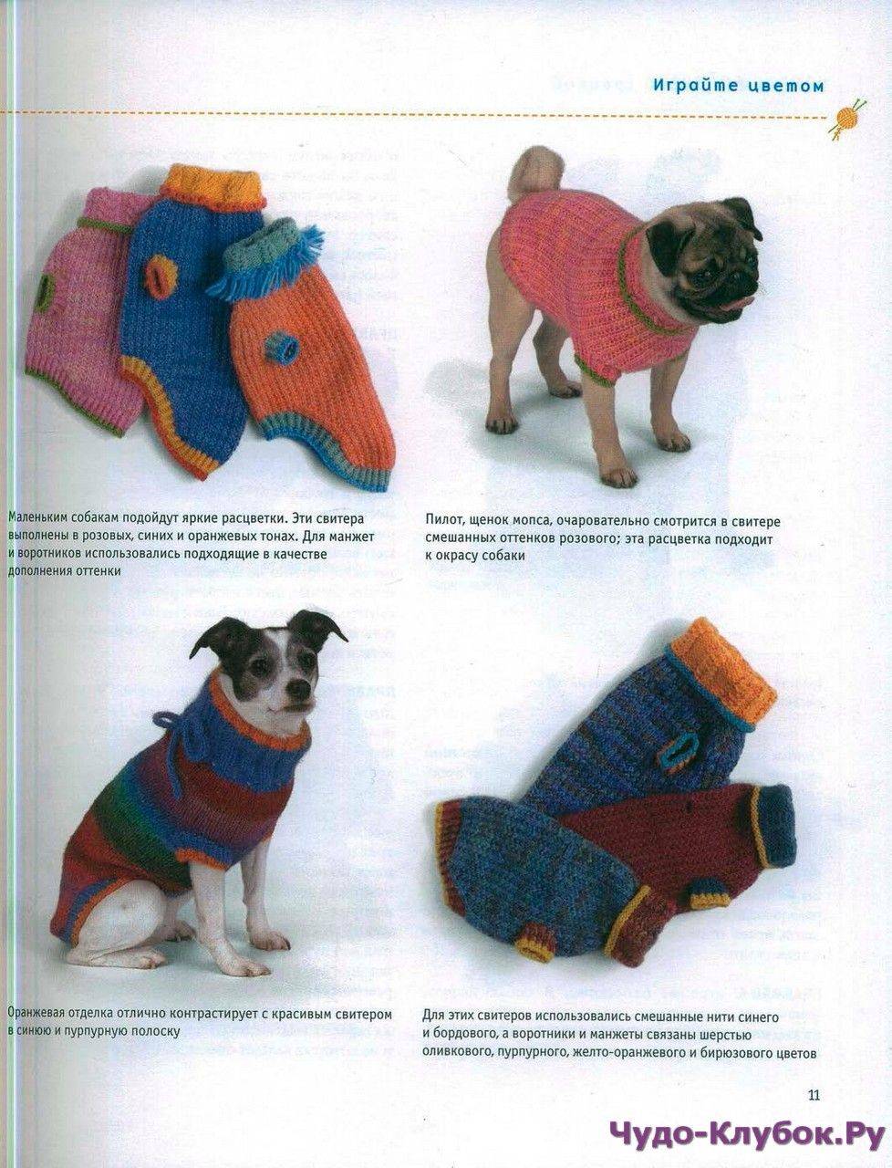 Вязаная одежда для собаки своими руками: инструкция, советы и фото