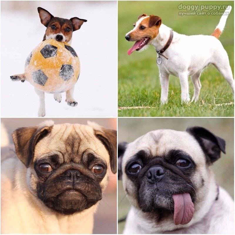 Самые умные породы собак — топ 10 с фото и названиями | «дай лапу»