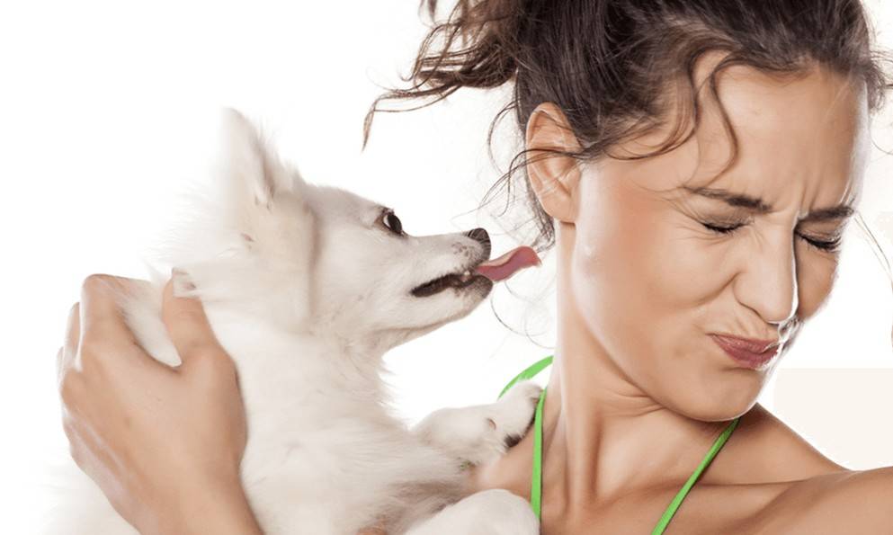 Запах изо рта у собаки: причины и лечение