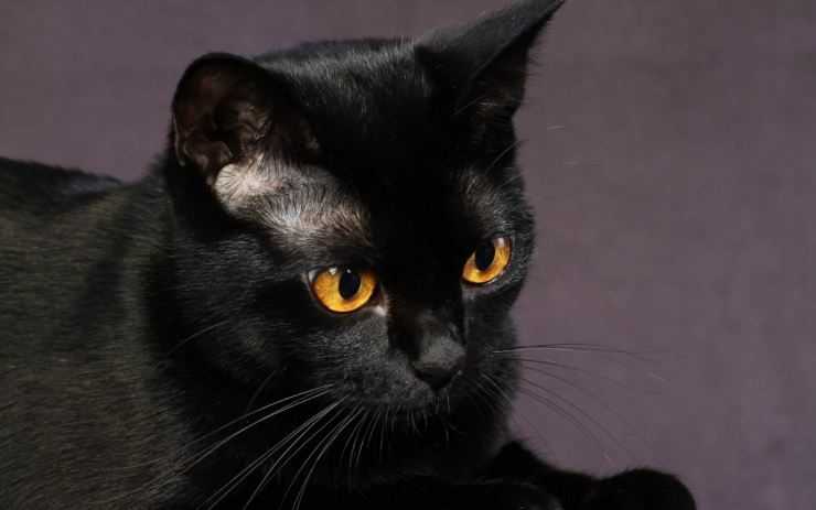 Бомбейская кошка: фото, здоровье, характер и уход за породой