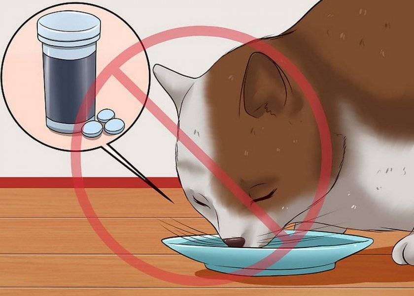 Топ-3 способа, как дать кошке таблетку от глистов