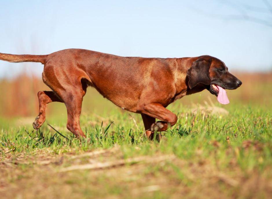 Эстонская гончая: описание породы, характер собаки и щенка, фото, цена
