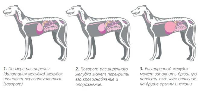 Вздутие живота у собаки - причины и лечение. ветеринарная клиника "зоостатус"
