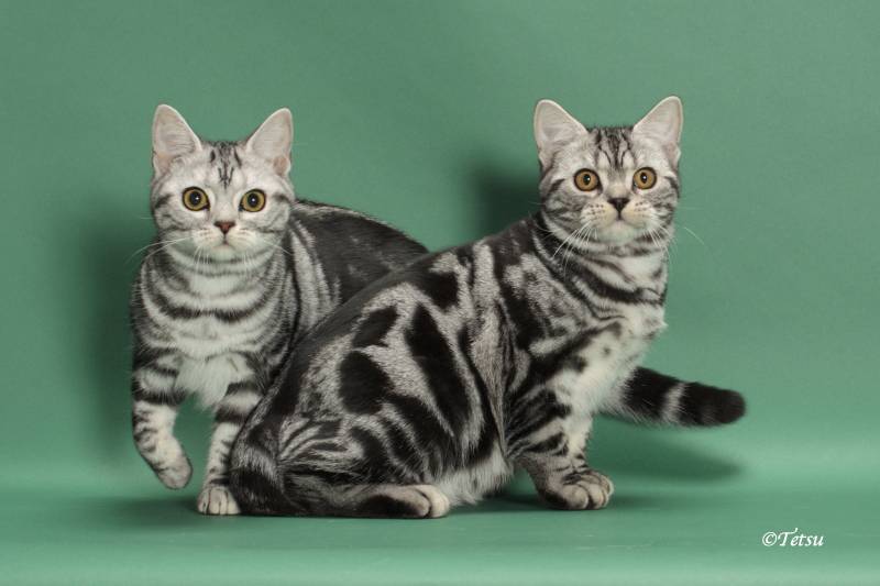 Американская короткошерстная кошка: описание породы