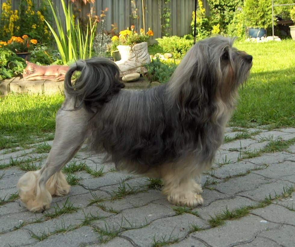 Малая львиная собака — википедия. что такое малая львиная собака