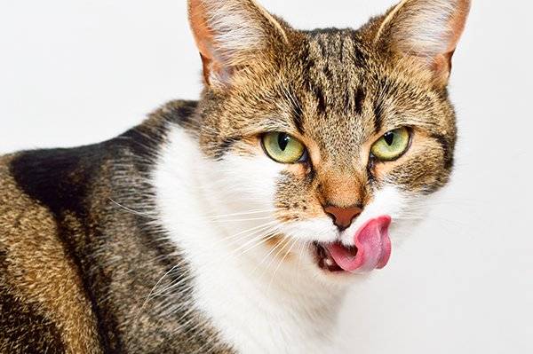 6 основных причин, объясняющих почему кот постоянно облизывается