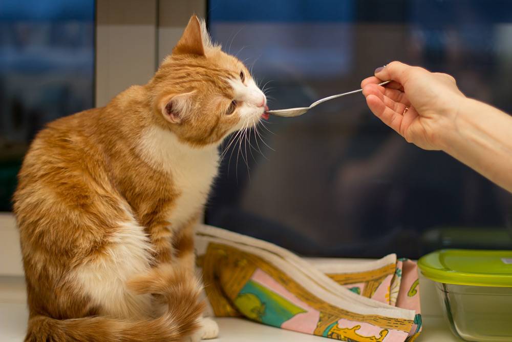 Чем кормить домашнего кастрированного кота?