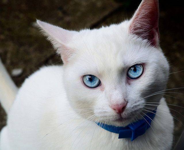 Белые кошки глухие почему. глухота белых кошек