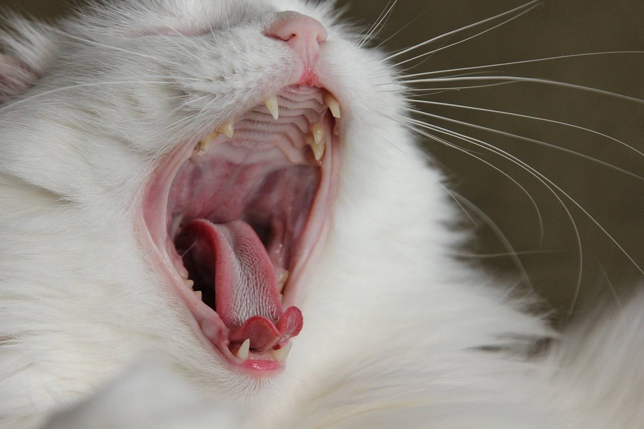 Почему у кошки неприятный запах изо рта: причины и лечение 