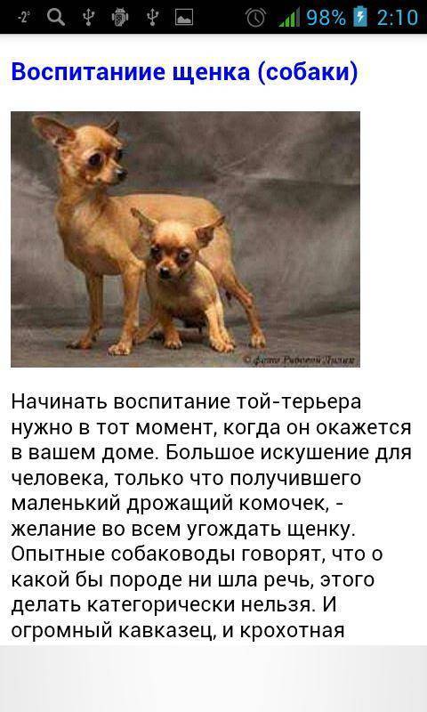 Той-терьер: уход и содержание собаки, как ухаживать за русским питомцем, когда происходит смена зубов и какие необходимы прививки