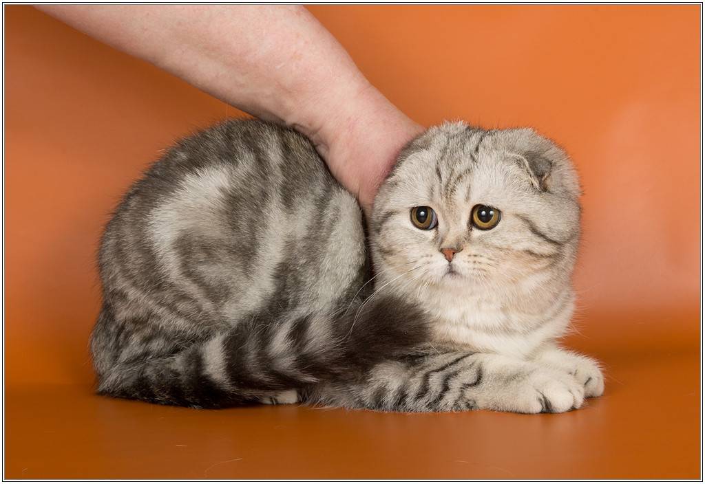Груминг шотландской вислоухой кошки (скоттиш-фолда): уход за шерстью, стрижка и купание скоттиш-фолда | породы кошек | royal-groom