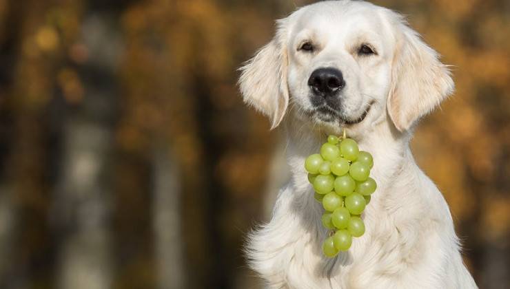 Можно ли собакам орехи: рекомендации | блог ветклиники "беланта"