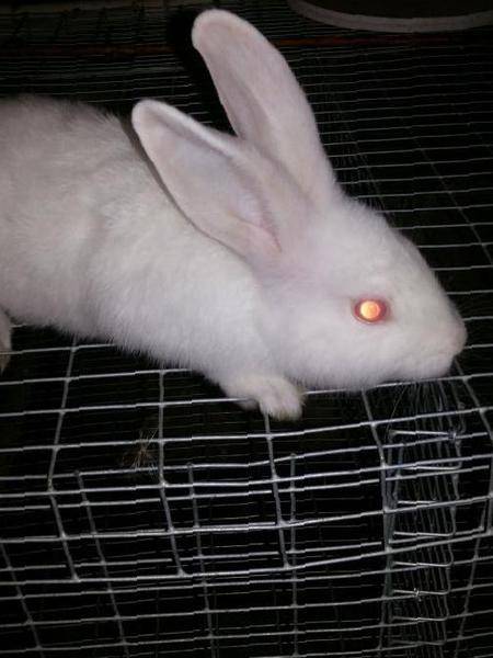 Порода кроликов белый великан: происхождение, характеристика породы, разведение и уход