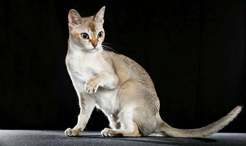 Сингапурская кошка – пугливое дитя сточных канав