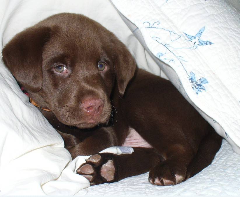 Окрас лабрадоров черный шоколадный коричневый палевый генетика окрасов собак