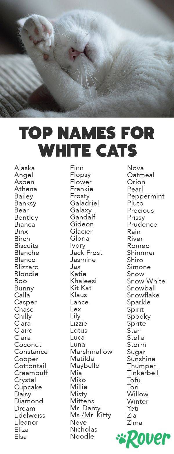 Имена и клички для шотландских котов и кошек