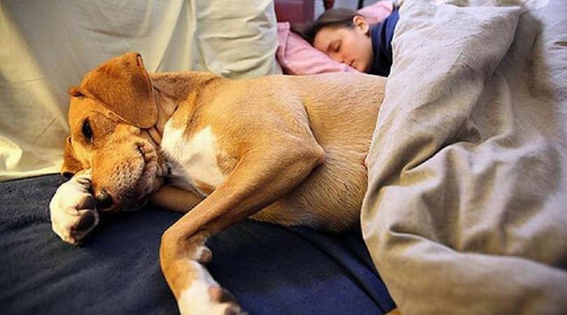 Спящая собака: почему её нельзя будить и как сделать это правильно