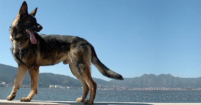 Итальянский волк (лупо итальяно, итальянская волчья собака)