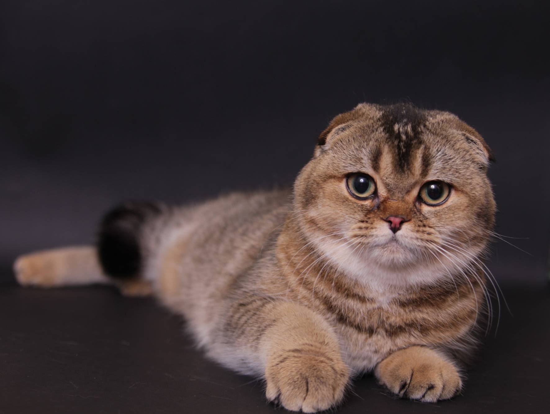 Хайленд-фолд – шотландская вислоухая длинношерстная кошка: описание породы