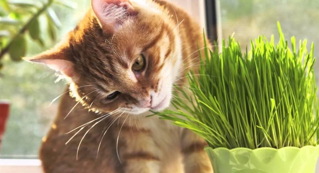 Почему кошки едят траву? - причины | домашние животные