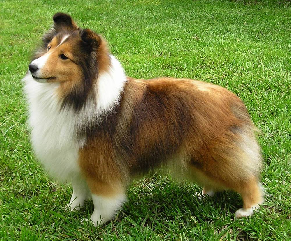 Короткошерстные породы собак: меленькие, средние, большие с фото и описанием
