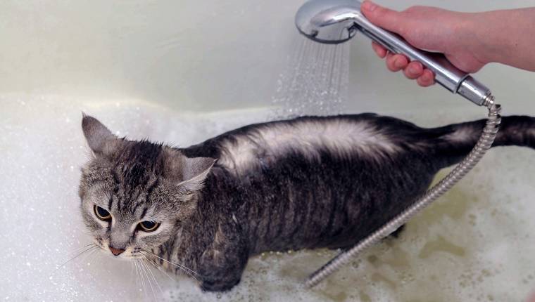 Преимущества сухого шампуня для кошек