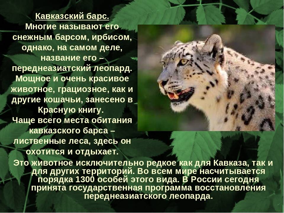 Золотые кошки — викифур, русскоязычная фурри-энциклопедия
