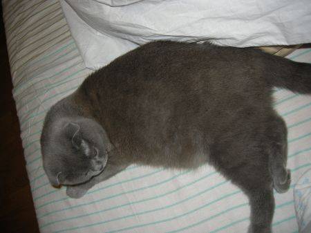 Беременность шотландской вислоухой кошки - сколько длится