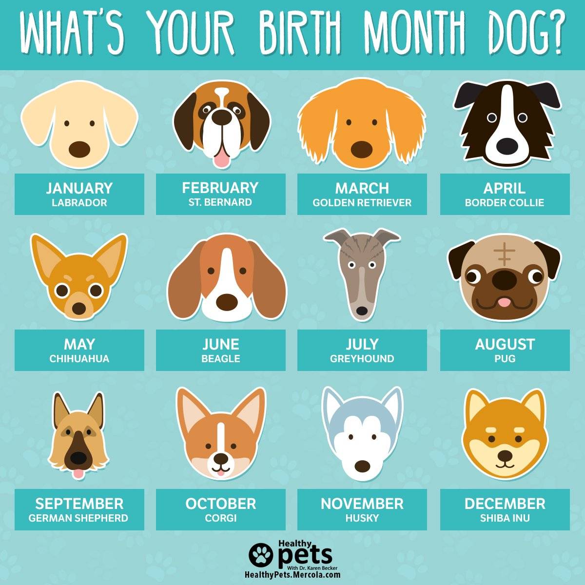 Породы собак, которые подходят вам по знаку зодиака | hidogs.ru - породы собак, фото и описание