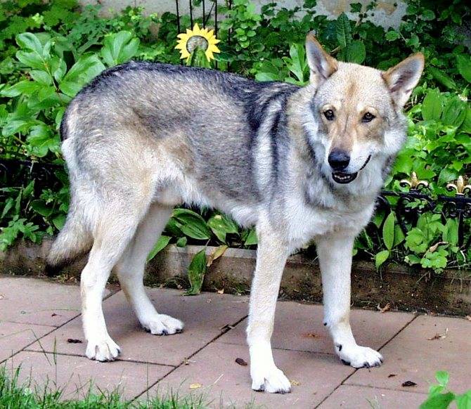 Волчья собака сарлоса: описание породы, цена щенков