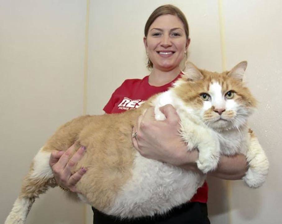 Рейтинг самых больших кошек в мире