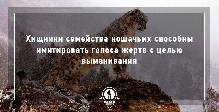 Интересные факты о кошках для детей и взрослых