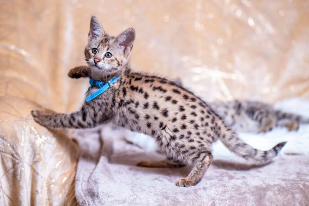 Кошка саванна: описание породы и характер, содержание и уход