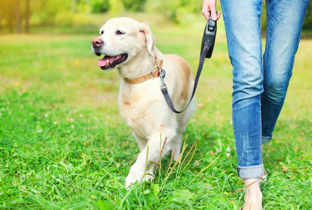 Прогулка с собакой: сколько нужно гулять, когда кормить, что взять с собой, чем заняться, правила выгула, гигиена