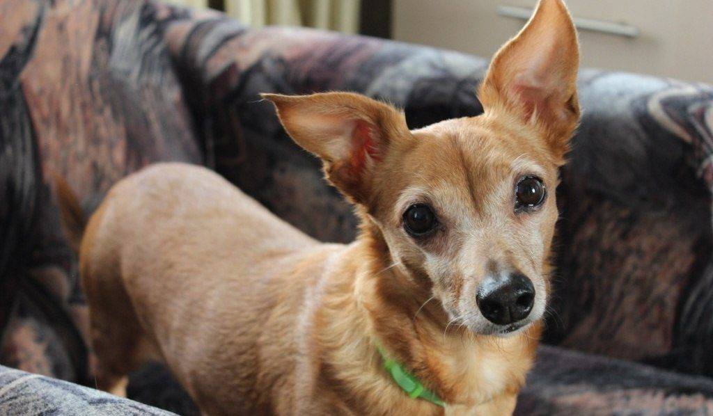 Метис йорка и чихуахуа чорки: как выглядит смесь пород собак на фото, а также каким здоровьем обладает помесь питомцев