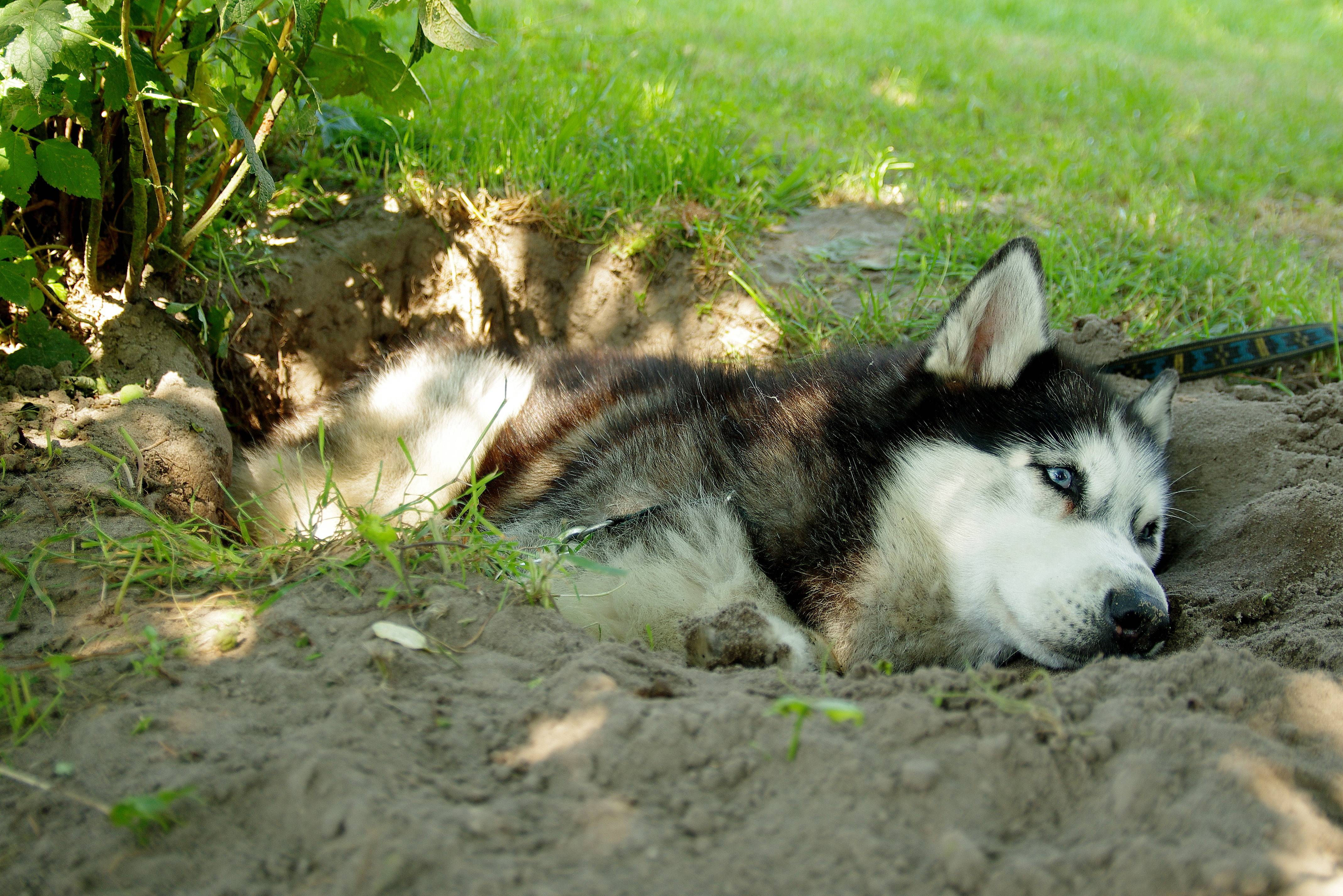 Почему собака роет ямы во дворе. что делать, если собака роет землю или пол в квартире. - petstime.ru