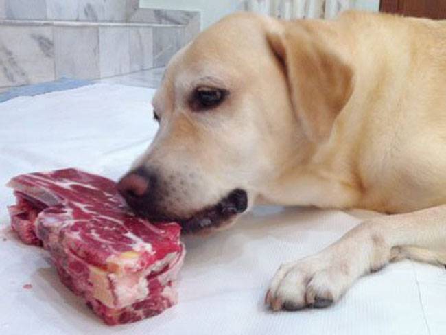 Чем кормить лабрадора в домашних условиях — меню взрослой собаки, запрещенные продукты ⋆ собакапедия
